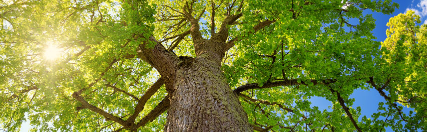 Tree Health Services