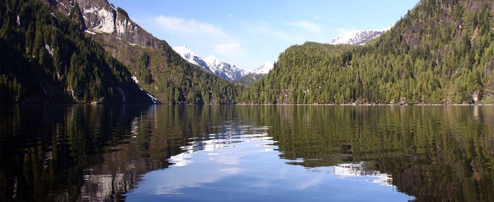 Tree Services, Tree Trimming Services and Tree Removal Services