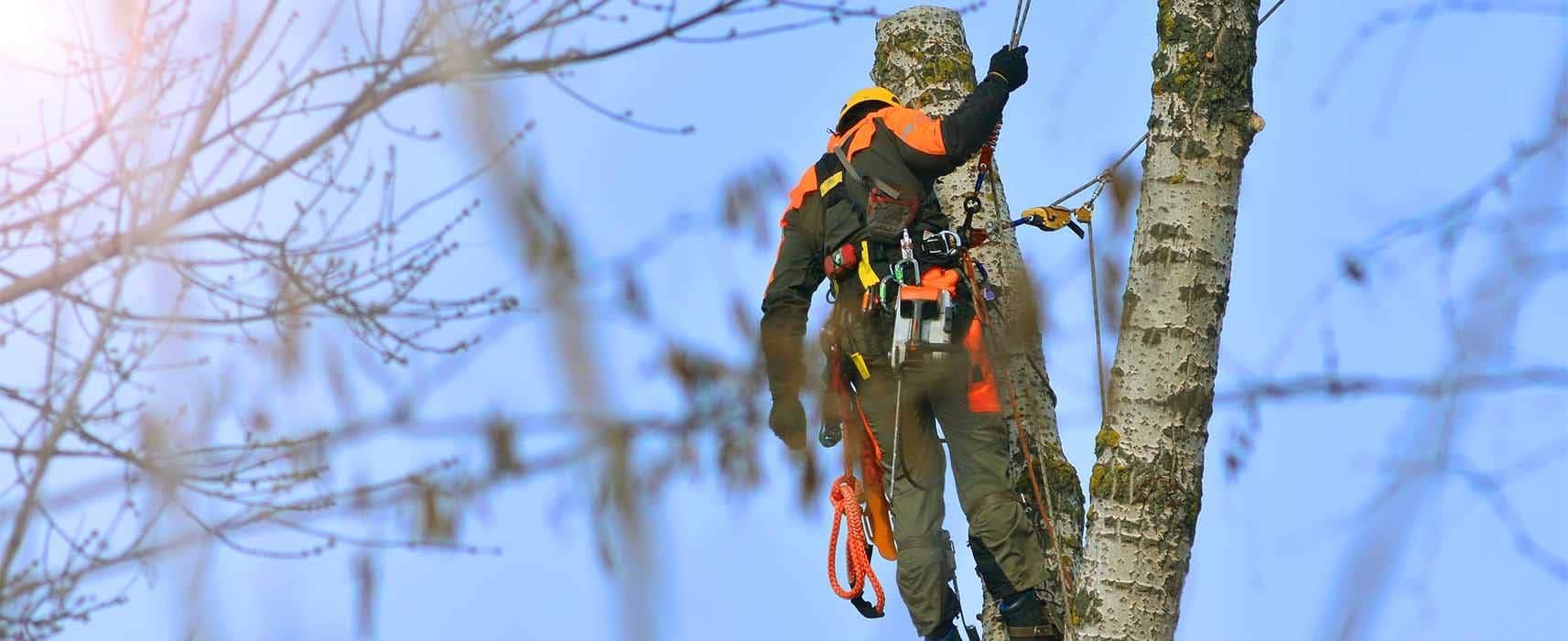 Tree Services, Tree Trimming Services and Tree Removal Services